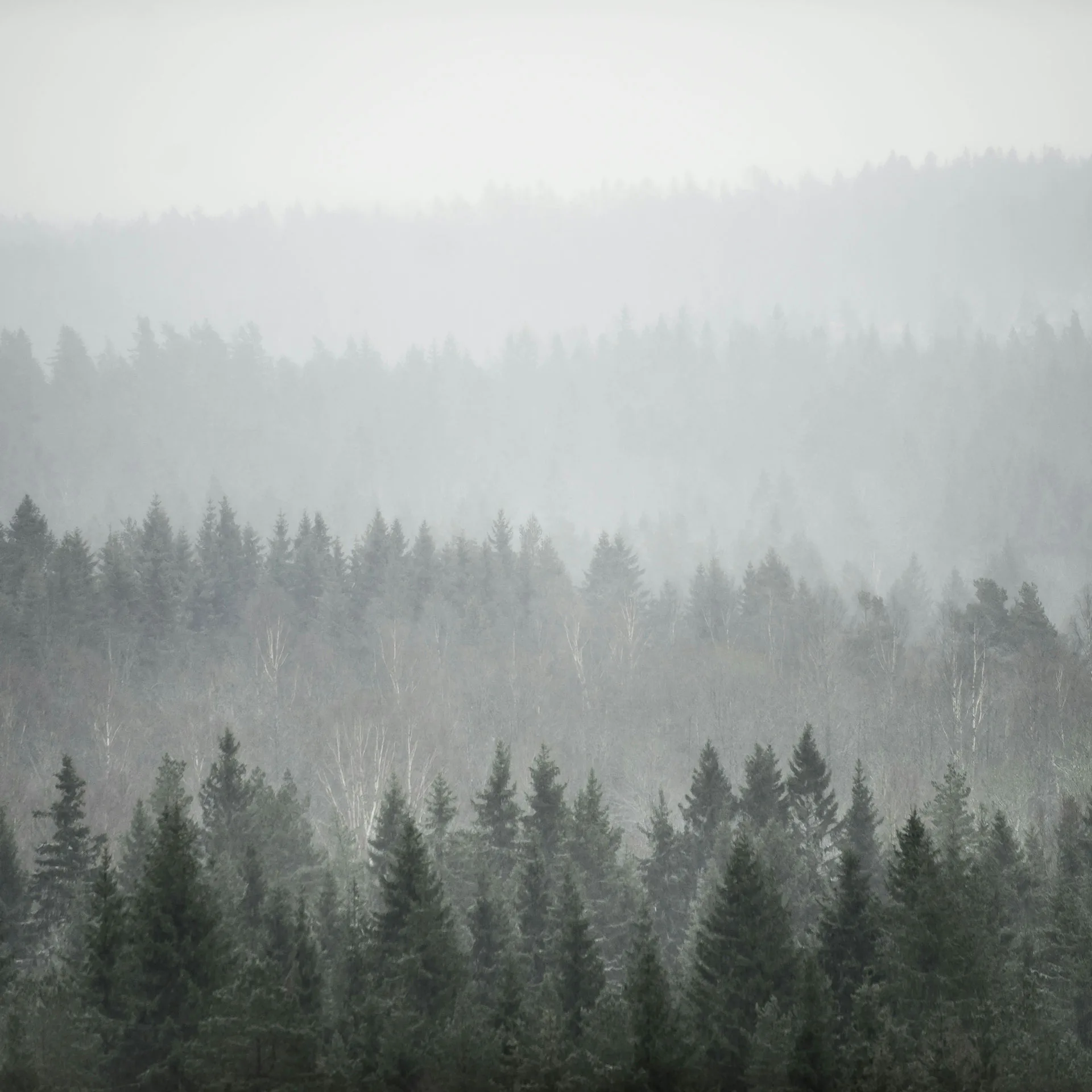 Naturbild över disigt skogslandskap